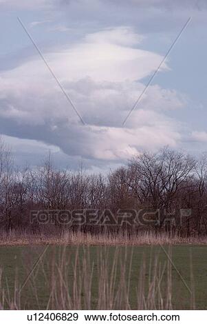 Stock Photo - Forest Near Field. Fotosearch