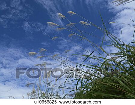 Stock Photography - Japanese Pampas Grass. Fotosearch