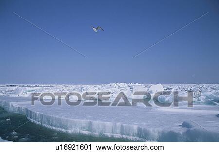 Drift Ice View Large Photo Image Stock Image - Drift Ice. Fotosearch
