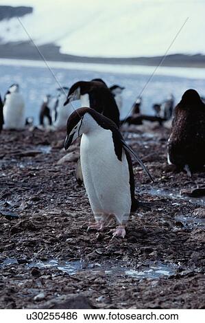 Stock Photograph - Group Of Penguins On Rocks. Fotosearch