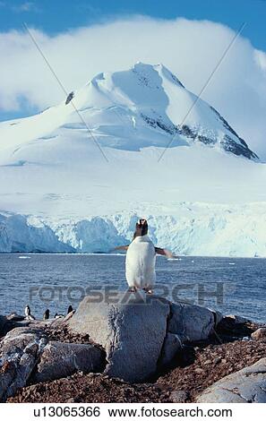 Stock Photograph - Penguin On Rocks. Fotosearch