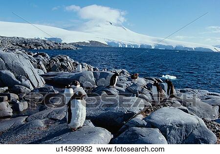 Penguins In Icy Landscape View Large Photo Image Stock Image - Penguins In Icy Landscape. Fotosearch