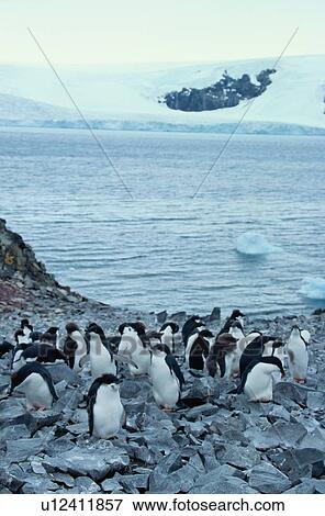 Stock Photo - Penguins On Rocks By Water. Fotosearch