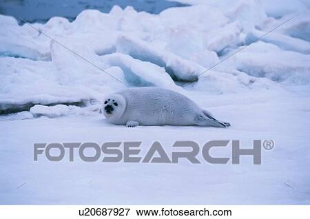 Stock Photo - Seal On Ice Floe. Fotosearch