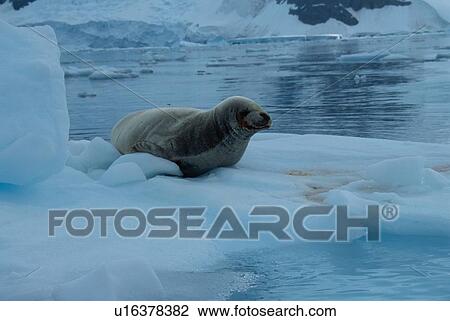 Seal On Iceberg View Large Photo Image Stock Image - Seal On Iceberg. Fotosearch