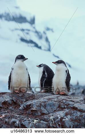 Stock Image - Three Young Penguins On Rocks. Fotosearch