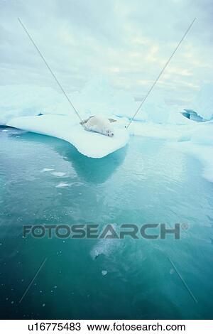 Stock Image - White Seal Resting On Ice. Fotosearch