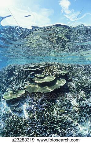 Stock Photo - A Coral Reef And A Blue Sky. Fotosearch