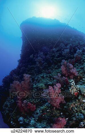 A Huge Rock And Coral View Large Photo Image Stock Image - A Huge Rock And Coral. Fotosearch