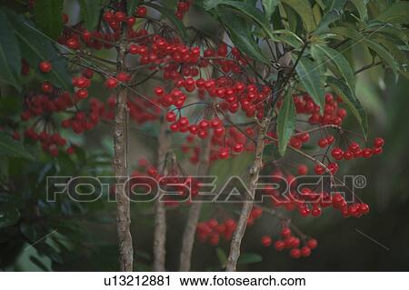 Stock Image - Ardisia Crenata. Fotosearch