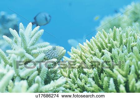 Picture - Coral And Fish. Fotosearch