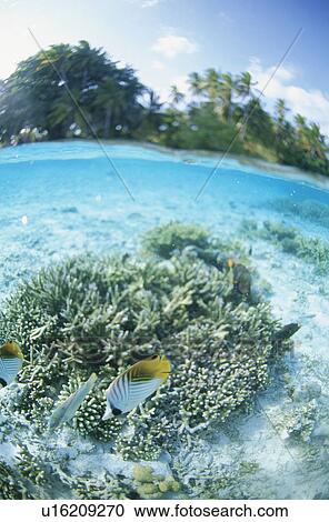 Coral And Tropical Fish From Half-Underwater View Large Photo Image Stock Image - Coral And Tropical Fish From Half-Underwater. Fotosearch