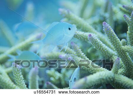 Stock Image - Coral And Whitesaddled Reeffish. Fotosearch