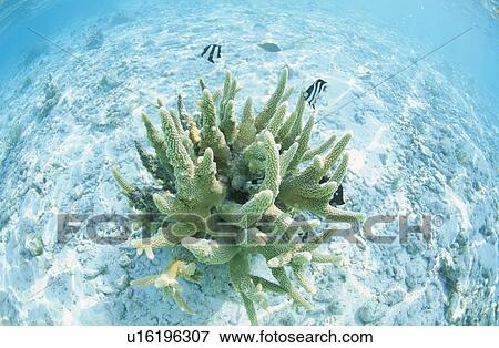 Stock Photo - Coral And Whitesaddled Reeffish. Fotosearch