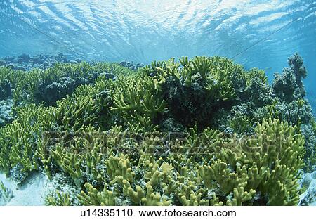 Coral Group View Large Photo Image Stock Image - Coral Group. Fotosearch