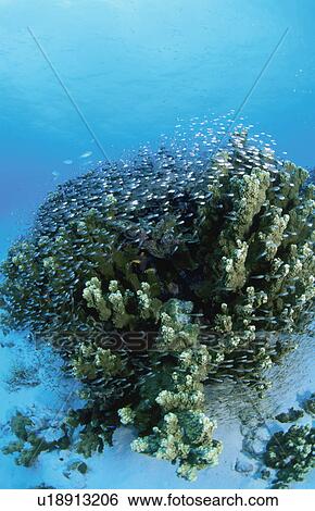 Stock Photograph - Coral Of A Track Lagoon Island. Fotosearch