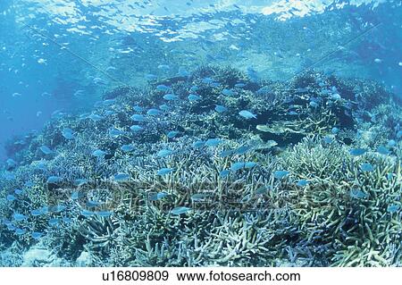 Coral Reef And Whitesaddled Reeffish View Large Photo Image Stock Photo - Coral Reef And Whitesaddled Reeffish. Fotosearch