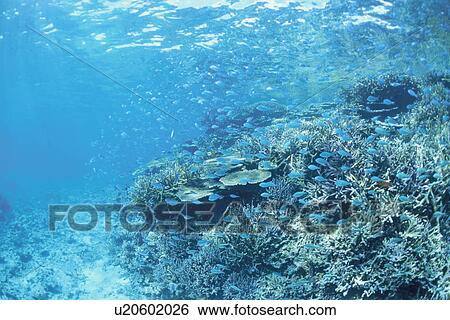 Coral Reef And Whitesaddled Reeffish View Large Photo Image Stock Photograph - Coral Reef And Whitesaddled Reeffish. Fotosearch