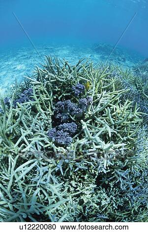 Stock Image - Coral Reef. Fotosearch