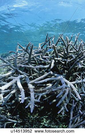 Stock Image - Coral Reef. Fotosearch