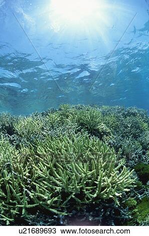 Stock Image - Coral Reef. Fotosearch