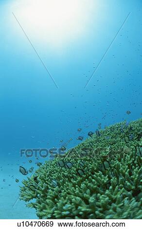 Stock Photo - Coral Reef. Fotosearch