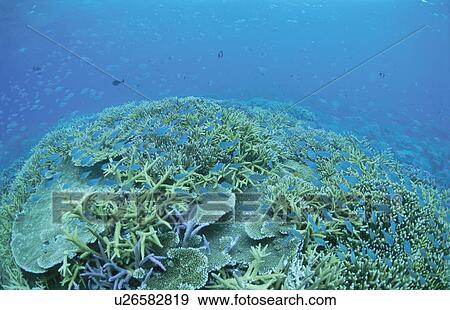 Coral Reef View Large Photo Image Stock Photo - Coral Reef. Fotosearch