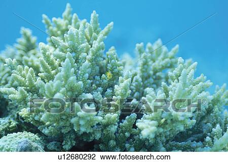 Stock Image - Coral. Fotosearch