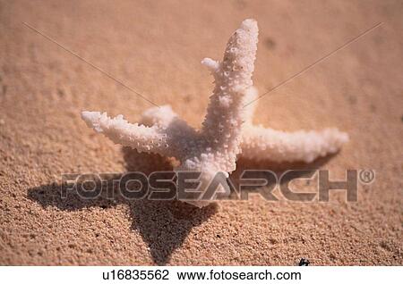 Coral View Large Photo Image Stock Image - Coral. Fotosearch