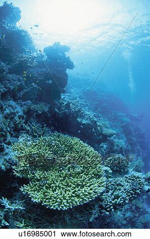 Coral View Large Photo Image Stock Image - Coral. Fotosearch