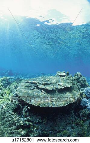 Coral View Large Photo Image Stock Image - Coral. Fotosearch