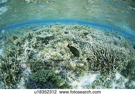 Coral View Large Photo Image Stock Image - Coral. Fotosearch