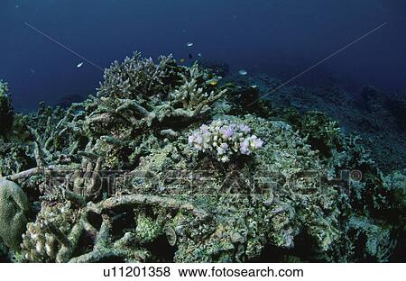 Coral View Large Photo Image Stock Photo - Coral. Fotosearch