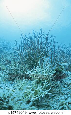 Stock Photo - Coral. Fotosearch