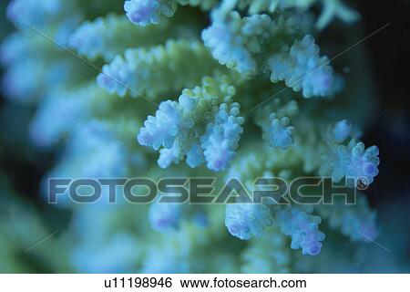 Coral View Large Photo Image Stock Photograph - Coral. Fotosearch