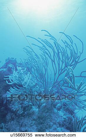 Coral View Large Photo Image Stock Photography - Coral. Fotosearch
