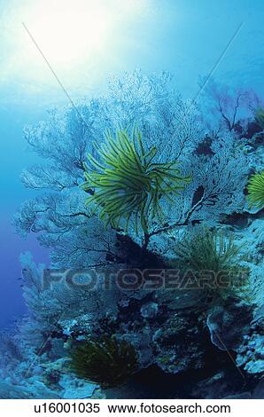 Coral View Large Photo Image Stock Photography - Coral. Fotosearch