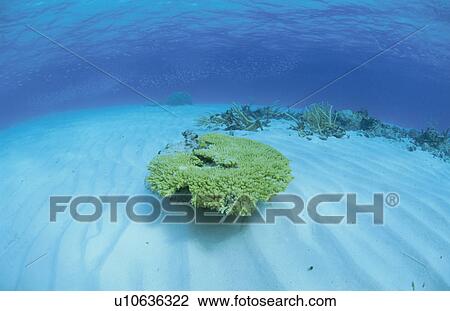 Stock Image - Coral Which Blooms On A Submarine Desert. Fotosearch