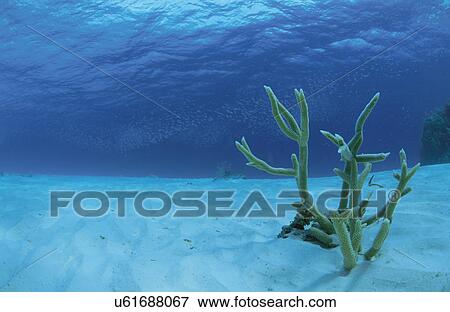 Stock Photo - Coral Which Blooms On A Submarine Desert. Fotosearch