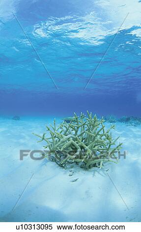 Coral Which Blooms On A Submarine Desert View Large Photo Image Stock Photography - Coral Which Blooms On A Submarine Desert. Fotosearch