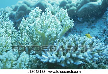 Stock Image - Coral Which Carried Out Chlorosis. Fotosearch