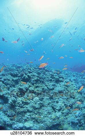 Stock Photograph - Fish And A Coral Reef. Fotosearch