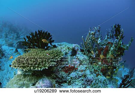 Stock Photo - Fish And Coral. Fotosearch