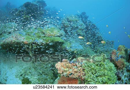 Fish View Large Photo Image Stock Image - Fish. Fotosearch