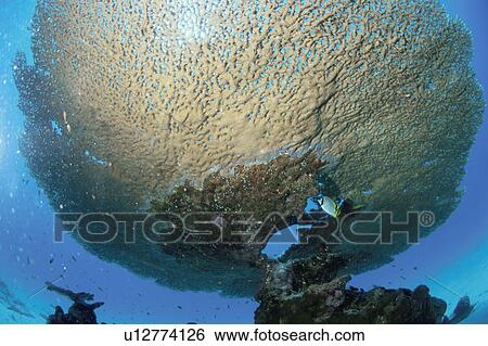Stock Photograph - Huge Table Coral. Fotosearch