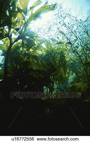 Stock Photograph - Sea Weed. Fotosearch