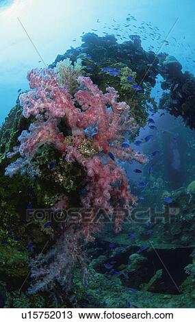 Soft Coral Blooms On A Sunken Ship View Large Photo Image Stock Image - Soft Coral Blooms On A Sunken Ship. Fotosearch