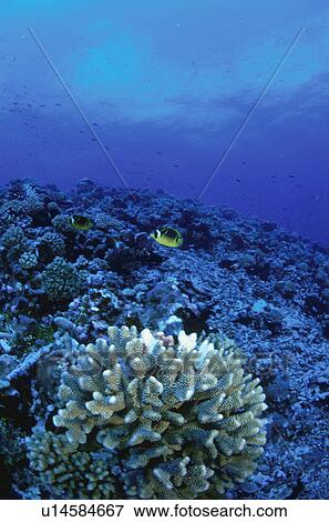 Stock Photo - The Blue Sea And Coral. Fotosearch