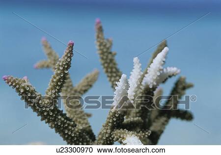 The Chlorosis Phenomenon Of Branch Coral View Large Photo Image Stock Image - The Chlorosis Phenomenon Of Branch Coral. Fotosearch