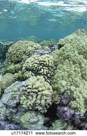 Stock Image - The Coral Group In Tahiti. Fotosearch